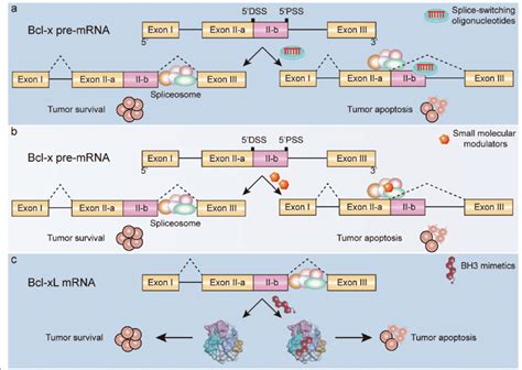 Strategies Modulating Bcl X Splicing In Cancer A An SSO That Binds To