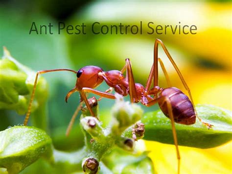 Ant Control Vip Pest Management