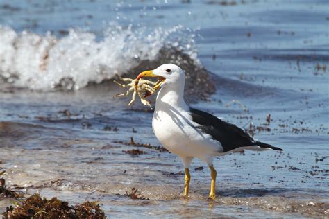 Bakgrundsbilder strand hav vatten fågel sjöfågel vilda djur och