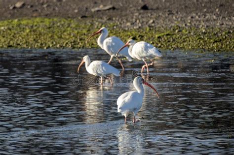 White Ibis Eudocimus Albus Bird In Water Of Loreto Baja California