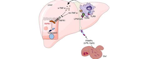 Ripk1 Protects Hepatocytes From Kupffer Cells Mediated Tnf Induced