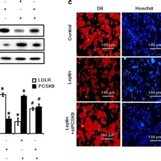 Inhibition Of Pcsk Expression Returned Ldlr Expression And Ldl Uptake