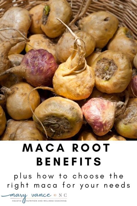 The Many Benefits Of Maca How To Choose The Right One Mary Vance