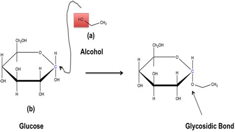 Glycosidic Bond Formation Mechanism