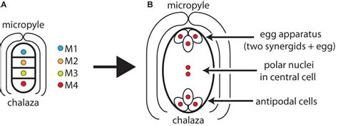 Frontiers Poles Apart Monosporic Bisporic And Tetrasporic Embryo