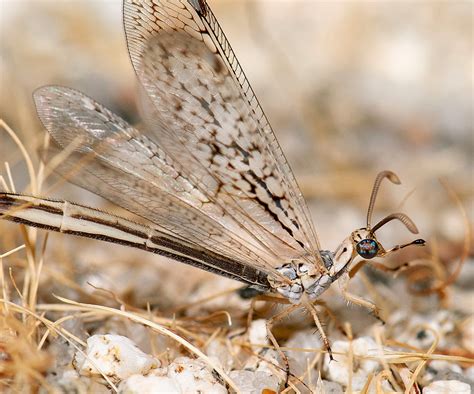 Springfield Plateau Antlion