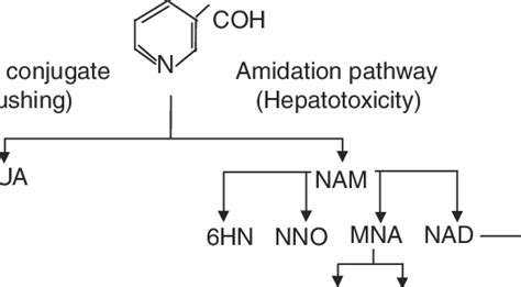 Pathways For Niacin Metabolism Reprinted With Permission Nua