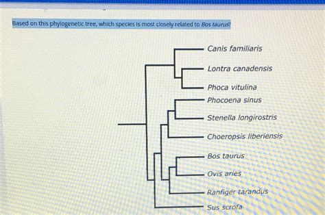 Based On This Phylogenetic Tree Which Species Is Most Closely