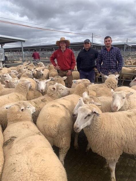 Forbes Lambs Surge To A Record 355 A Head Queensland Country Life Qld