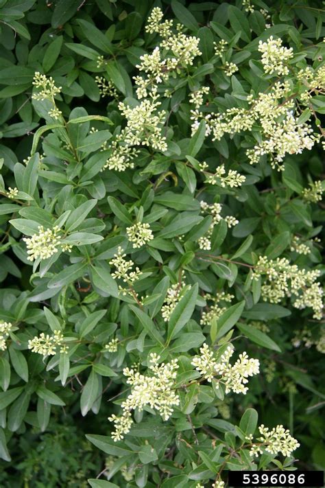 European Privet Ligustrum Vulgare