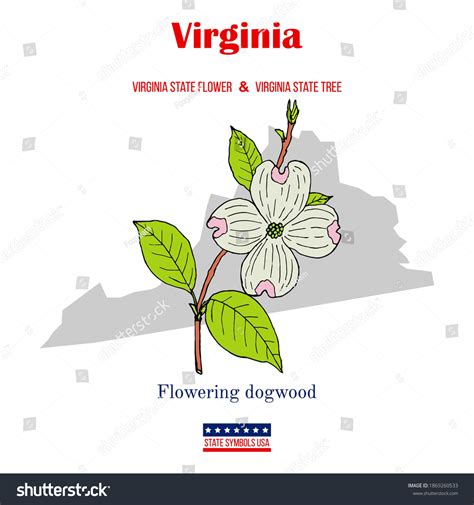 state flower of virginia 10