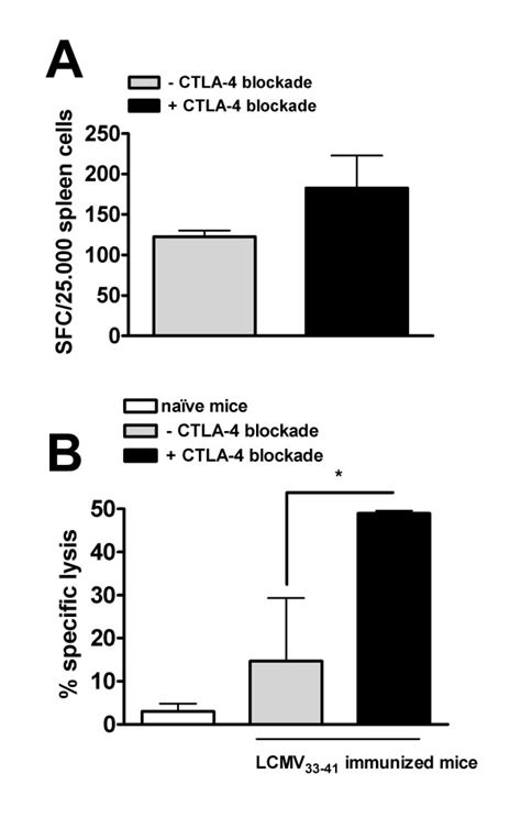 Ctla 4 Blockade Increases The Induction Of Lcmv Gp333341 Specific Ctls