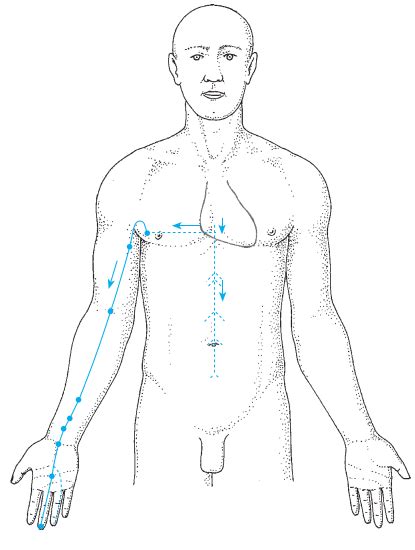 Maître du Cœur Les points Jueyin de main Diagram Quizlet