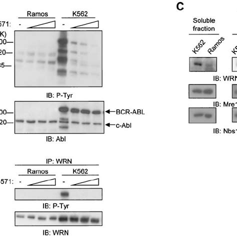 C Abl Phosphorylates Wrn In Vitro A Kinase Assays Were Conducted By