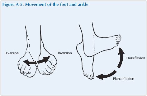 Ankle Joint Muscles Movements Diagram Quizlet