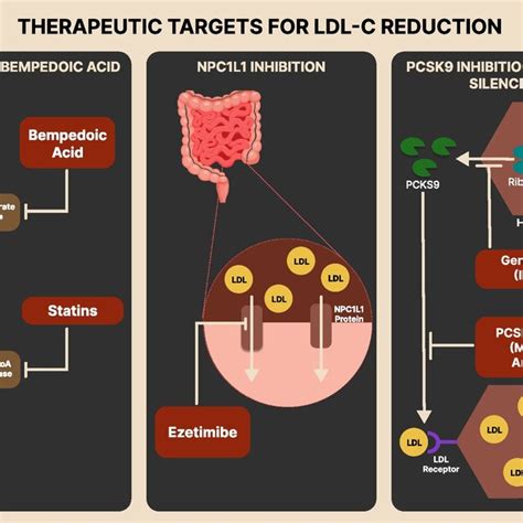 Different Types Of Cholesterol Lowering Medications Download Scientific Diagram