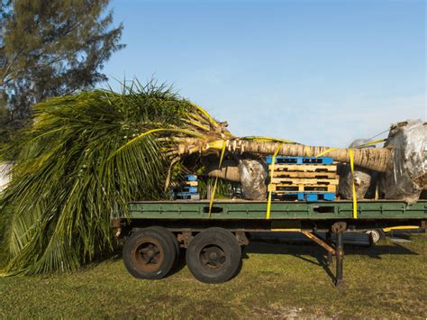 Clearing The Way A Comprehensive Guide To Types Of Tree Removal