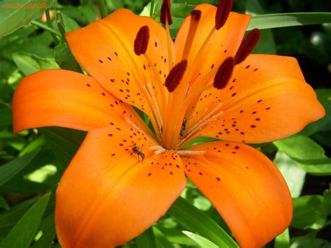 Top Pictures Of Tiger Lilies Full Hd P For Pc Desktop Resim