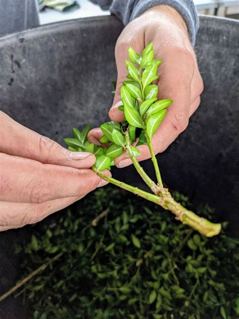 Growing Boxwood From Cuttings The Martha Stewart Blog Boxwood