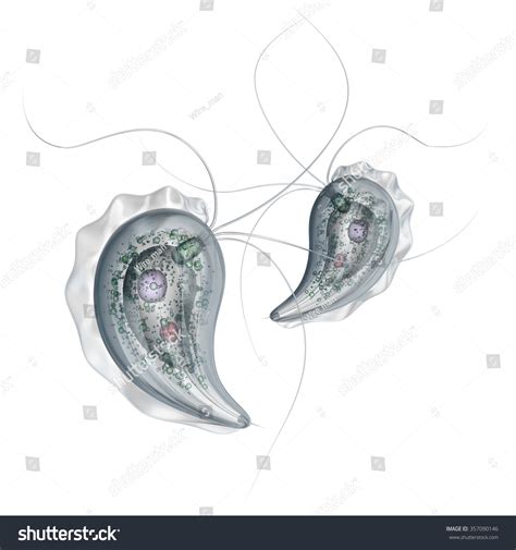 Trichomonas Vaginalis Isolated On White Background Hot Sex Picture