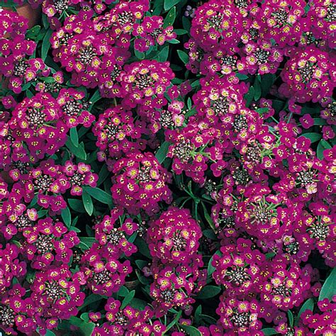 Alyssum Royal Carpet Annual Flower Seeds Alyssum Flower Seeds