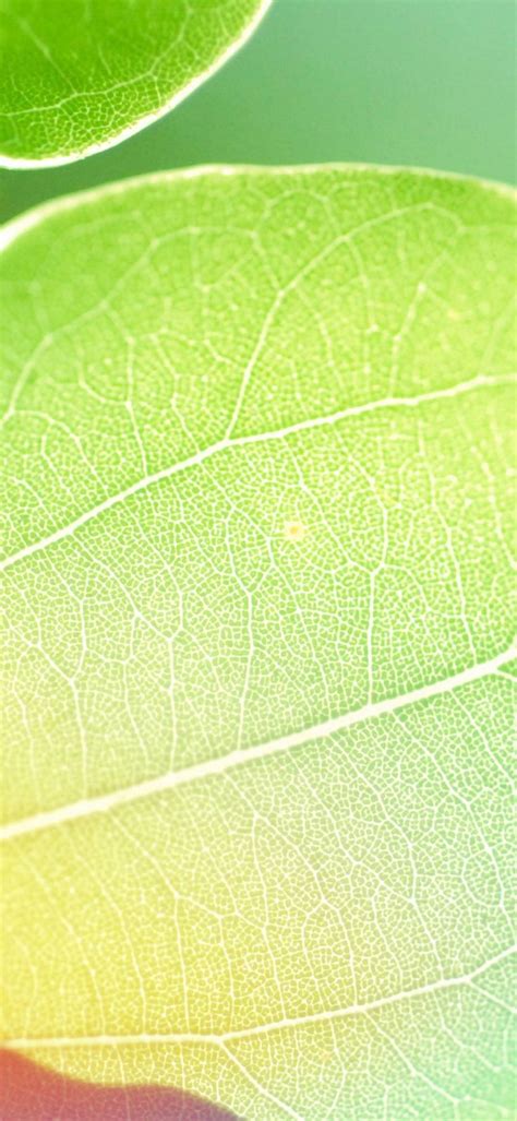 Colors Of Leaf - [1080x2340]