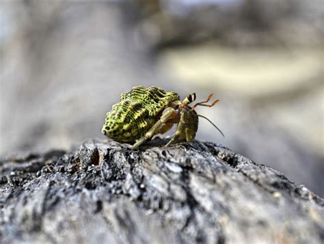 What Is the Optimal Hermit Crab Tank Size? - Avid Aquarist