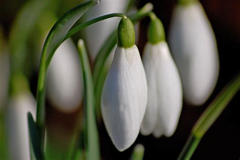 Fondos De Pantalla Ligero Sol Luz De Sol Blanco Difuminar Flor