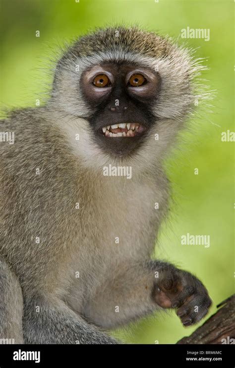 Vervet Monkey Teeth Hi Res Stock Photography And Images Alamy