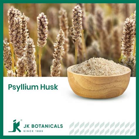 psyllium husk plantago ovata isabgol bhusi  white gold
