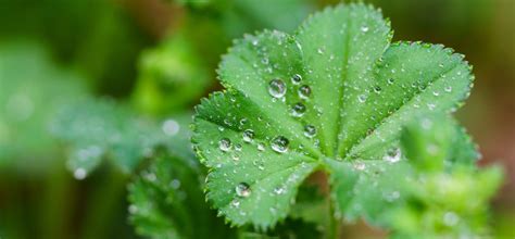 Fotos gratis árbol naturaleza soltar Rocío lluvia hoja flor