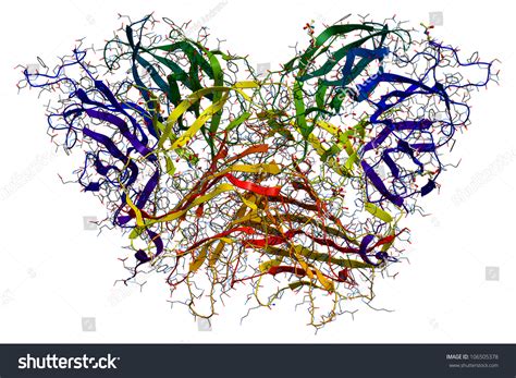 Invertase An Enzyme That Catalyzes The Hydrolysis Breakdown Of