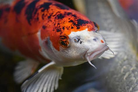 Koi Pond Fish Japanese Nature Exotic Pikist