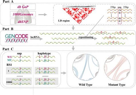 Frontiers Detection Of Allosteric Effects Of Lncrna Secondary