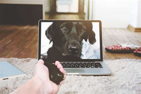 7 Best Pet Cameras for Dogs Left Alone at Home – CityDogsLife