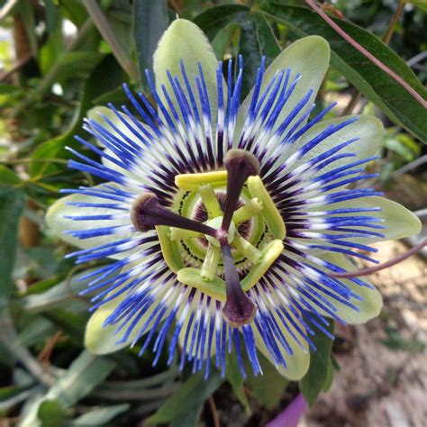 Fleur De La Passion Passiflore Caerulea Passiflore Bleue Rustique