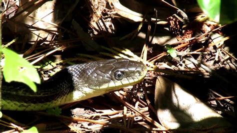 Eastern Rat Snake 6 12 2020 Youtube