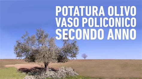 OLIVO POTATURA A VASO POLICONICO YouTube