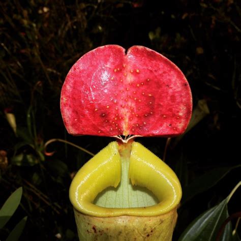 Plantfiles Pictures Nepenthes Species Pitcher Plant Madagascar Pitcher Plant Nepenthes