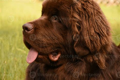 Side Profile of a Newfie Dog's Head 27303862 Stock Photo at Vecteezy