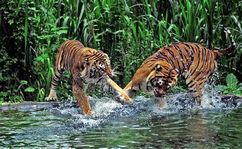 Things To Do In Sundarbans Tiger Reserve (2023)