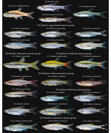 Disentangling the taxonomy of the subfamily Rasborinae (Cypriniformes ...