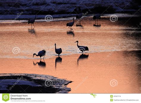 Japanese Crane Or Red-crowned Crane Royalty-Free Stock Photography ...