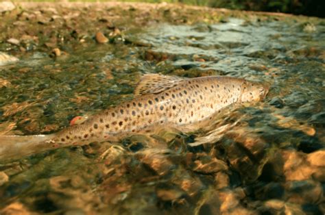 When Do Brown Trout Spawn Full Details For Key Areas