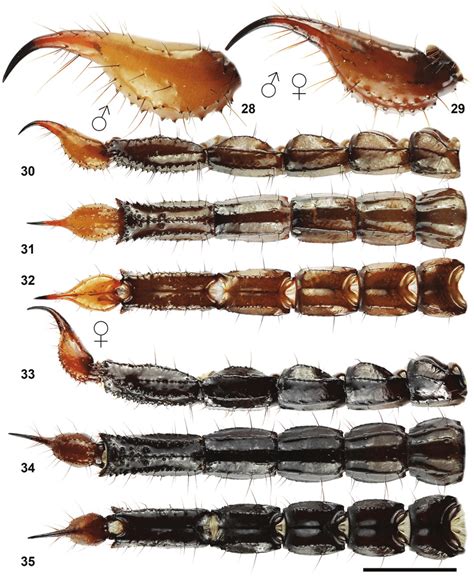 Heterometrus Yaleensis Sp N Telson And Metasoma Figures 28 30 32 Download Scientific