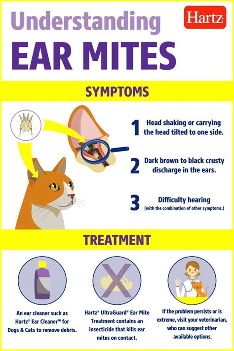 How to Clean and Treat Ear Mites in Cats | Hartz | Cat health remedies ...