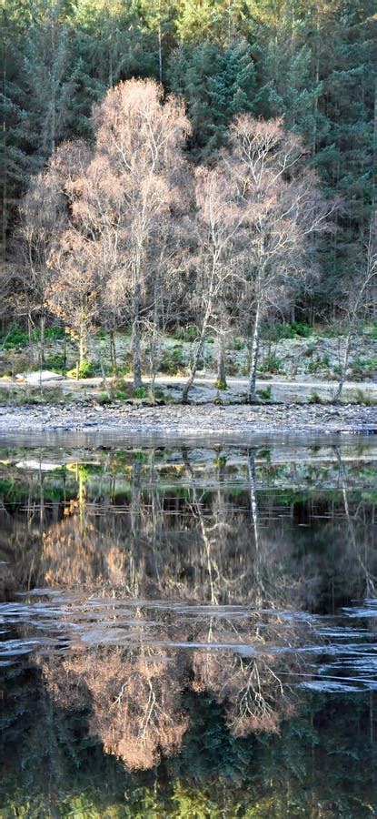 árvores Congeladas Refletidas Em Glencoe Lochan Foto de Stock Imagem