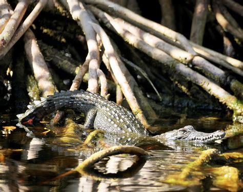 Baby American Crocodiles