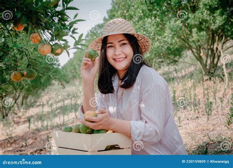 Farmer Woman Is Harvesting Oranges Fruit While Holding Wooden Basket