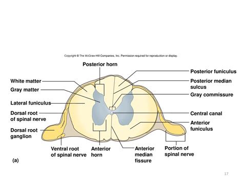 Lab Exam Study Material Ppt Download